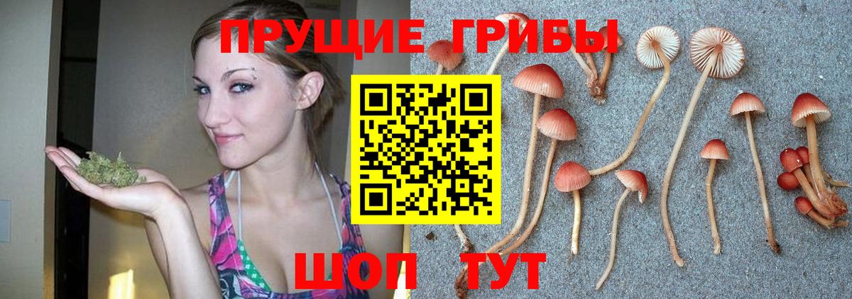 Галлюциногенные грибы Psilocybe Кинешма